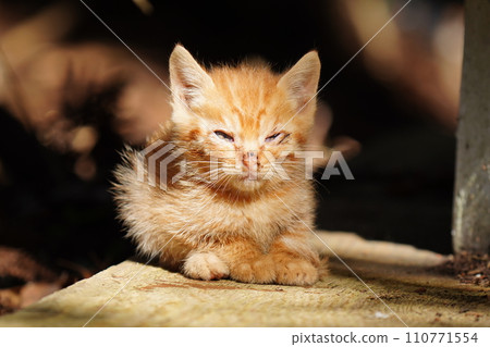 cute brown tabby kitten 110771554