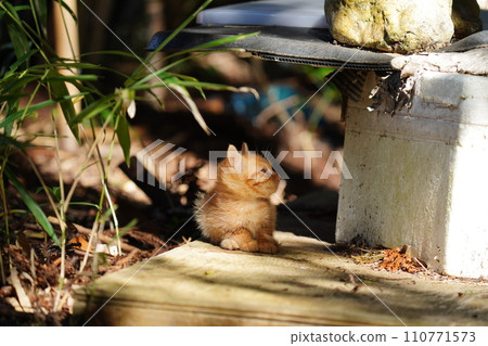 可愛的棕色虎斑小貓 110771573