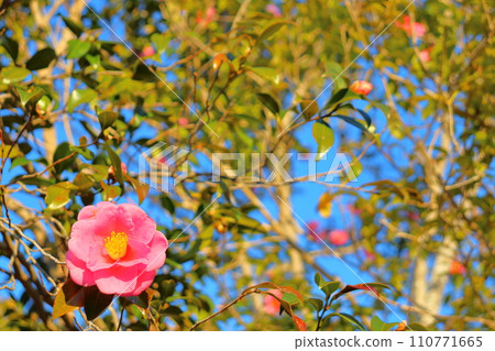 茶花樹花 110771665