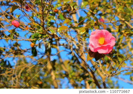 茶花樹花 110771667