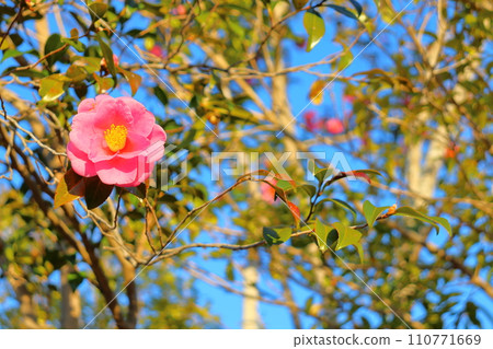 茶花樹花 110771669