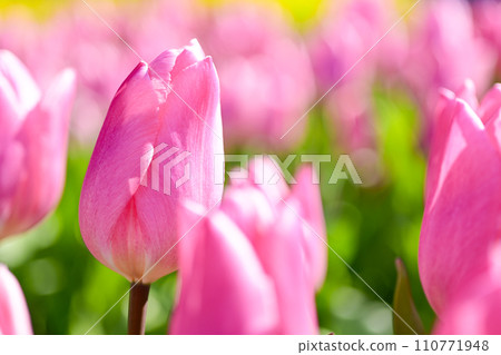 bright pink tulips 110771948