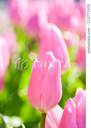 明亮的粉紅色鬱金香 110771976