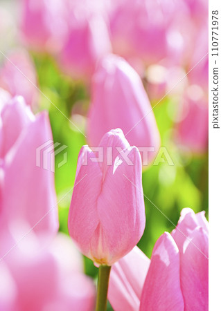 明亮的粉紅色鬱金香 110771978