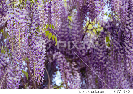 Blooming Wisteria Sinensis with classic purple flowers in full bloom in drooping racemes against the sky. Garden with wisteria in spring. 110771980