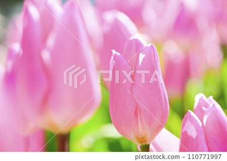 bright pink tulips bright pink tulips 110771997