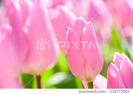 明亮的粉紅色鬱金香 110772003