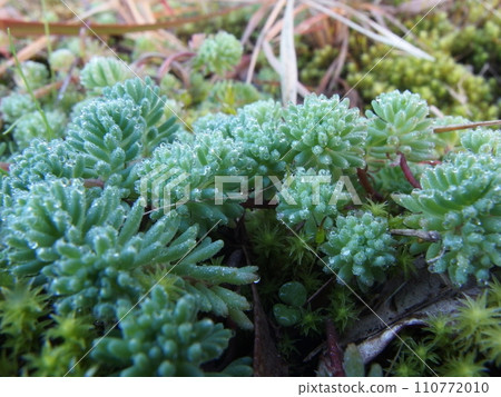 晨露景天特寫 110772010