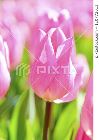 bright pink tulips 110772013