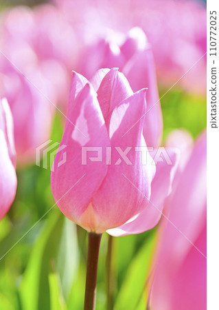 bright pink tulips bright pink tulips 110772025