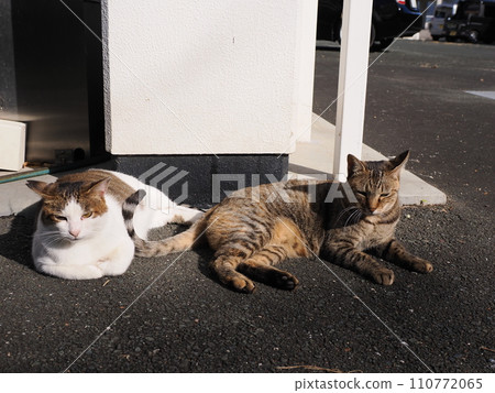 A sunny cat 110772065