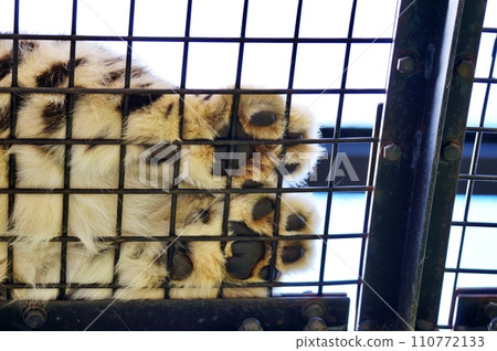 旭山動物園的雪豹爪子 110772133