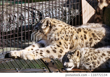 Snow leopard at Asahiyama Zoo 110772134