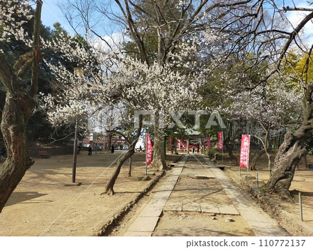 Tenjin narrow path (Kawagoe City, Saitama Prefecture) 110772137