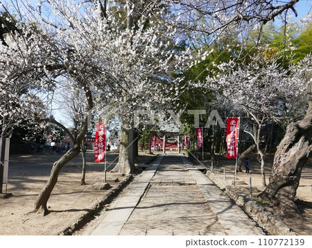 天神窄道(埼玉縣川越市) 天神窄道(埼玉縣川越市) 110772139