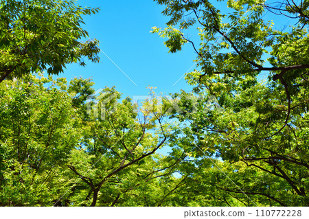 綠色的天空 綠色的天空 110772228