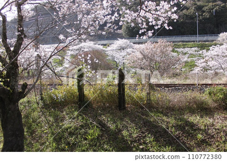 Sakura scenery at Yamanakadani Station, Hannan City, Osaka Prefecture 110772380