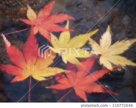 Momiji who changed leaves 110772648