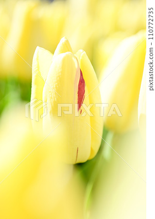 明亮的黃色鬱金香田 明亮的黃色鬱金香田 110772735