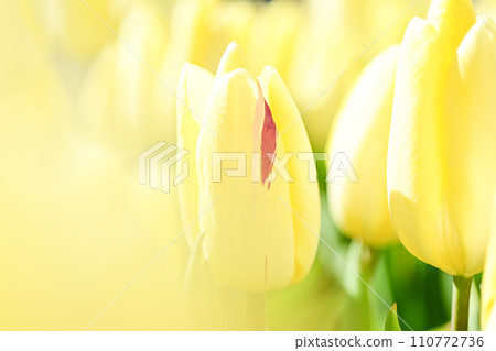 bright yellow tulip field 110772736