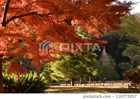 Autumn leaves turning red and snowflakes visible in the distance Autumn leaves turning red and snowflakes visible in the distance 110773057