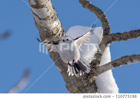 A long-tailed moth that took flight 110773198