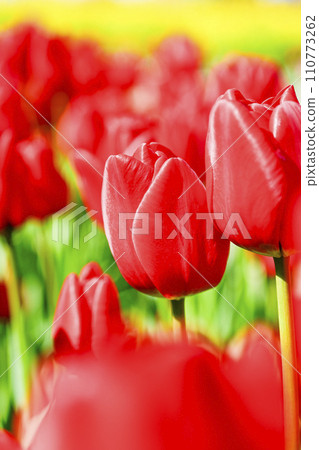 Bright vibrant red tulip flower field Bright vibrant red tulip flower field 110773262
