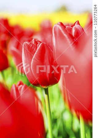 Bright vibrant red tulip flower field Bright vibrant red tulip flower field 110773264