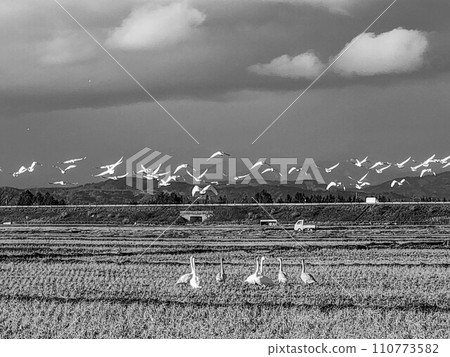 Swan Dance ~The arrival of winter~ Swan Dance ~The arrival of winter~ 110773582