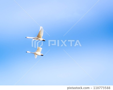 Swan Dance ~The arrival of winter~ 110773588