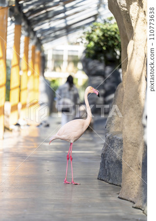 歐洲火烈鳥在公園裡自由行走 神戶動物王國 兵庫縣神戶市 110773638