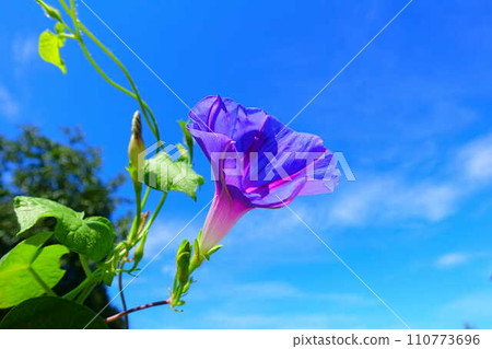 Morning glory morning glory morning glory Morning glory morning glory morning glory 110773696
