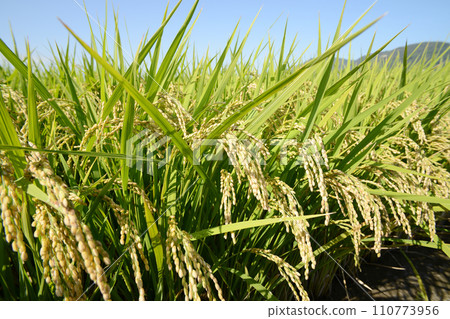 Rice field 110773956