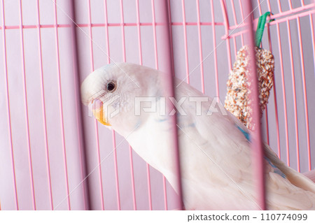 A white budgie looks out of a pink cage. 110774099