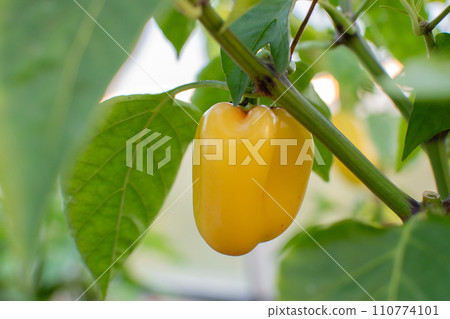 Yellow pepper grows in a greenhouse in the garden. 110774101