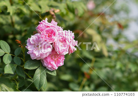 English roses close-up on a blurry background. 110774103
