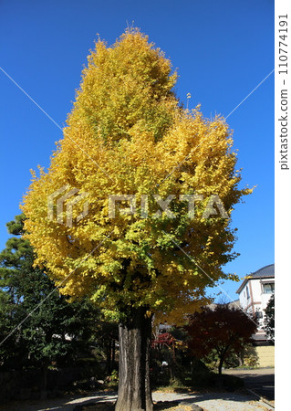 京都正成園入口處的銀杏樹 110774191