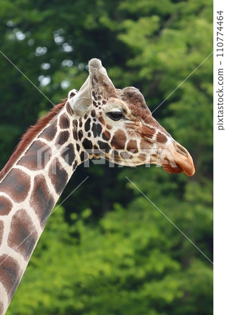 Beautiful reticulated giraffe portrait in nature Beautiful reticulated giraffe portrait in nature 110774464