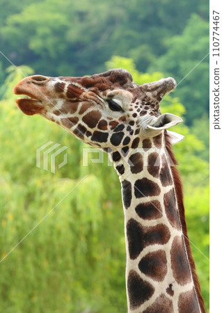 Beautiful reticulated giraffe portrait in nature 110774467