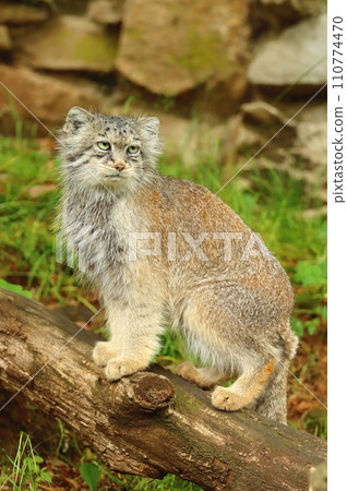 The pallas cat known as the manul The pallas cat known as the manul 110774470