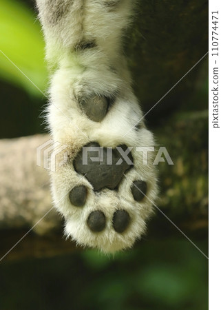 Large paw of snow leopard 110774471