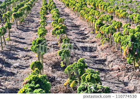A field of kale with a unique appearance A field of kale with a unique appearance 110774530