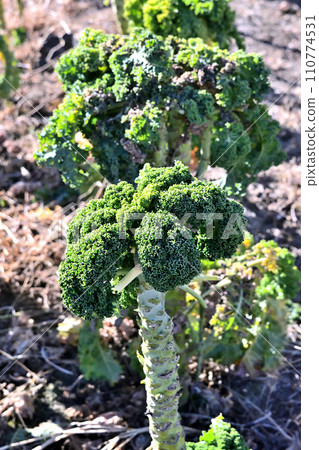 A field of kale with a unique appearance A field of kale with a unique appearance 110774531