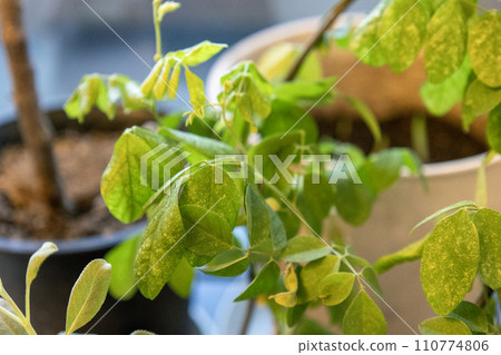 green leaf ornamental plants green leaf ornamental plants 110774806