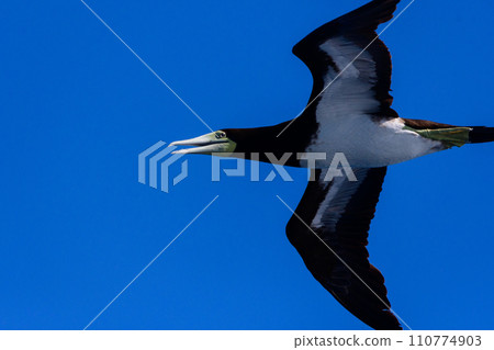 不會飛的鰹鳥 不會飛的鰹鳥 110774903