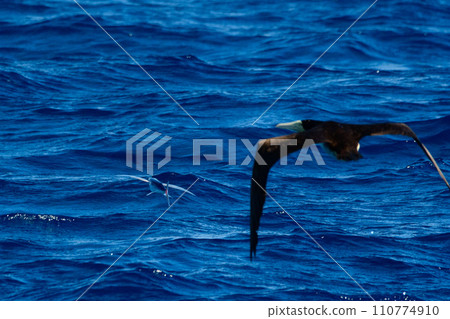 booby hunting booby hunting 110774910