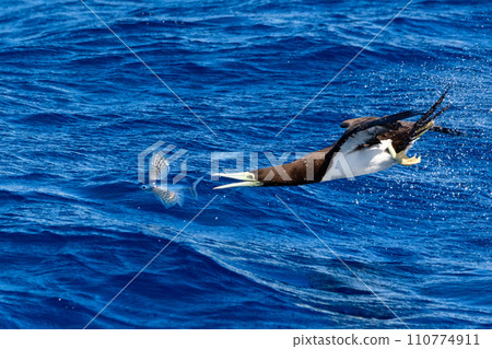 Gannet predation Gannet predation 110774911