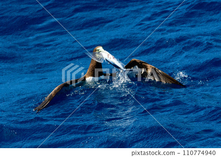 Gannet predation 110774940