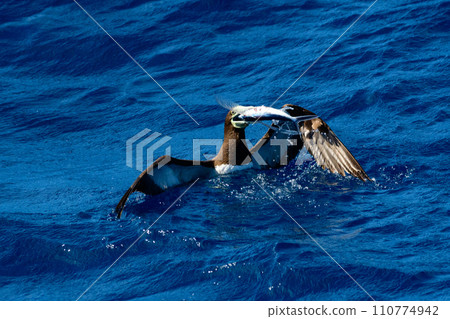 Gannet predation 110774942