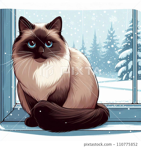 Siamese cat with his back to the window Siamese cat with his back to the window 110775852